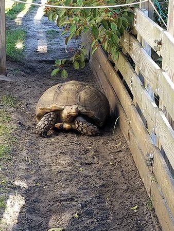 Back to Nature Wildlife Refuge (Orlando) - 2019 All You Need to Know BEFORE You Go (with Photos ...