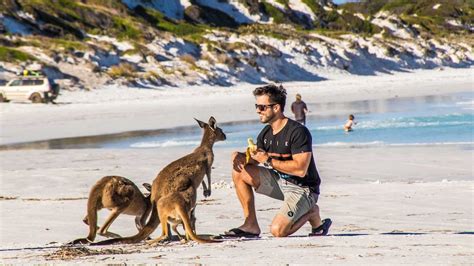 'Killing them with kindness': Fear for kangaroos at WA's Lucky Bay as ...