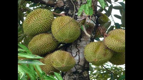 Pohon Durian Musang King » Durian Musang King, Budidaya Mudah Hasil ...