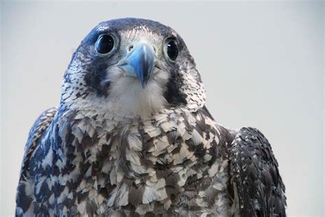 Clinic information | The Raptor Center