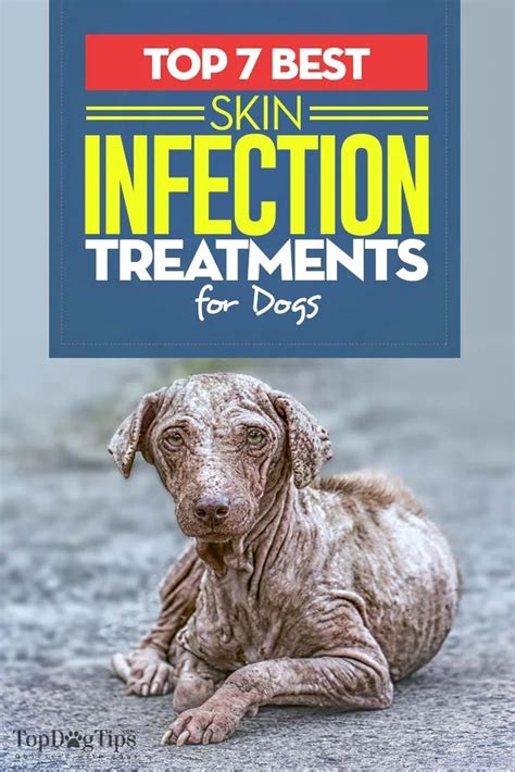 7 Best Dog Skin Infection Treatment to Buy Over the Counter in 2020