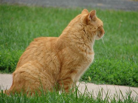 48 Top Images Orange Tabby Cat Personality Traits / We love them and ...