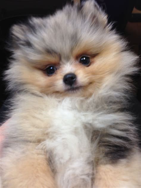 Pomeranian Puppy Colors - Pets Lovers