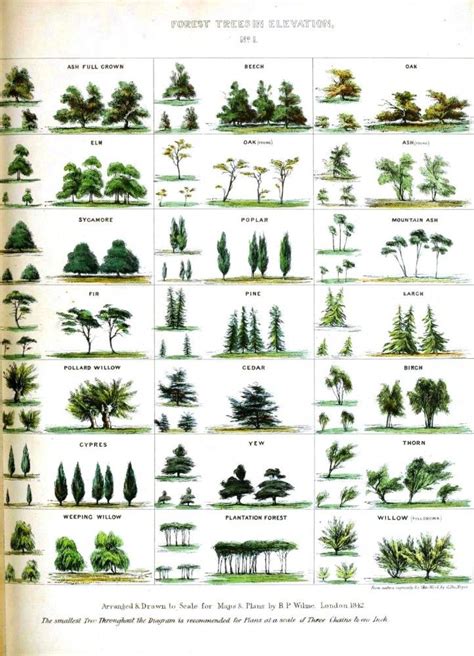 25+ best ideas about Tree identification on Pinterest | Tree planting ...