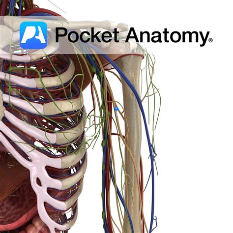 Musculocutaneous nerve - Pocket Anatomy