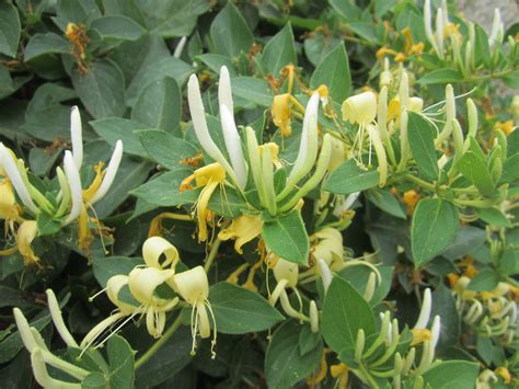 The Best Types of Honeysuckle Vines and How To Grow It In The Garden - Gardening & Home Decor ...