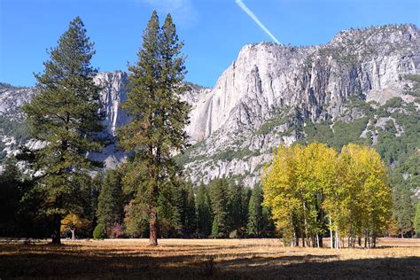 Yosemite National Park Tree - Free photo on Pixabay - Pixabay