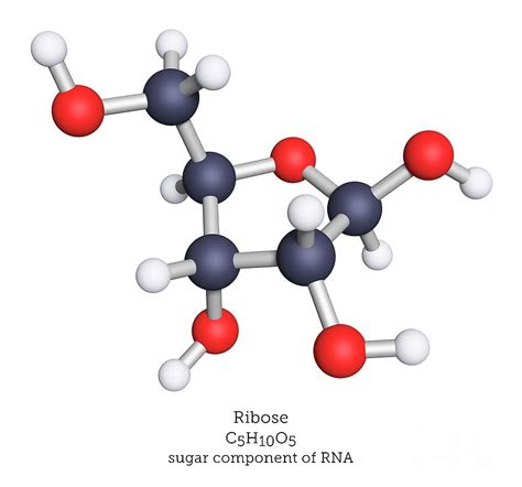 Molecular Model Of Ribose Photograph by Greg Williams/science Photo ...