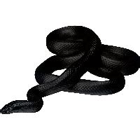 Black Snake Photos Transparent HQ PNG Download | FreePNGImg