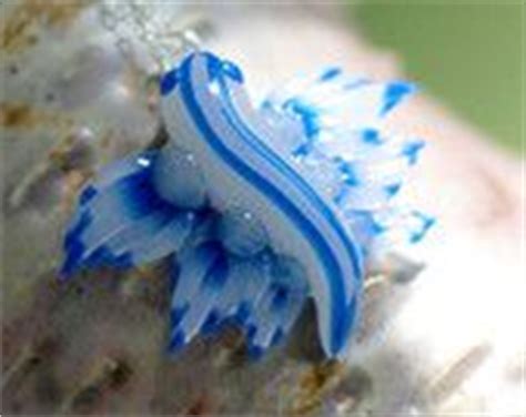 21 Blue Dragon Mollusk ideas | blue dragon, sea slug, glaucus atlanticus