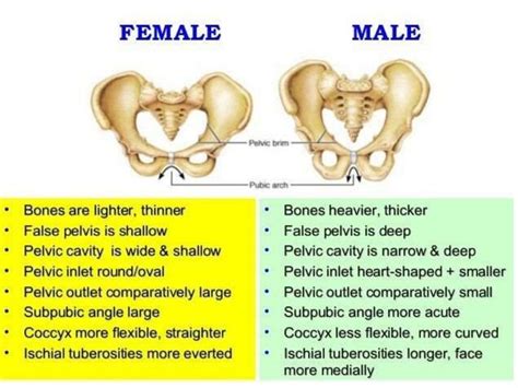 Male Vs Female Pelvic Bone Anatomy