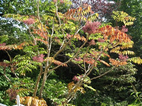 Aralia elata (Angelica Tree, Japanese Angelica Tree) | North Carolina ...