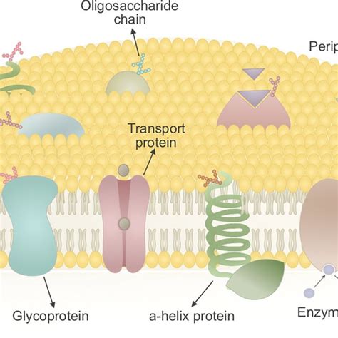 The path for identification of cell surface markers. Various strategies... | Download Scientific ...