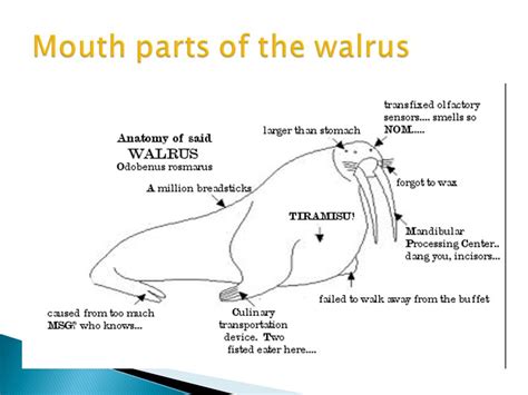 The Feeding Behavior of the Walrus - 812 Words | Presentation Example