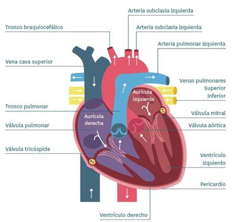 TEMA 1. ANATOMÍA Y FISIOLOGÍA DEL APARATO CARDIOVASCULAR