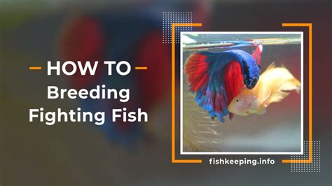 Step by step guide to breeding siamese fighting fish – All about Fishkeeping