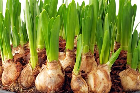 Bulb Planting Guide - Scotsdales Garden Centre