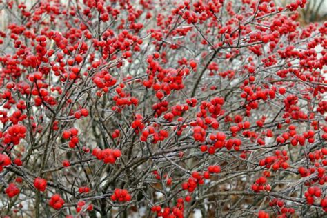 Winterberry: Native Beauty for Winter Landscapes