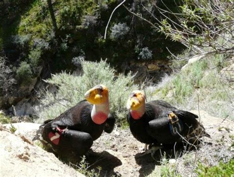 Free picture: california, condor, chick, nest, cave