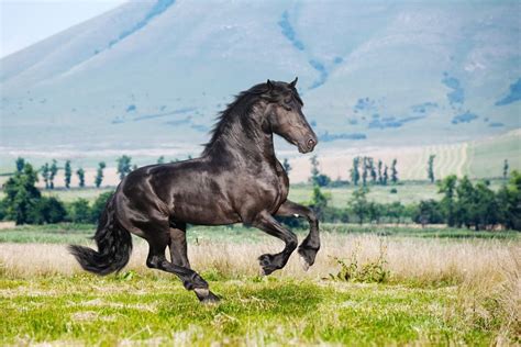 10 Strongest Horse Breeds In The World — Strathorn