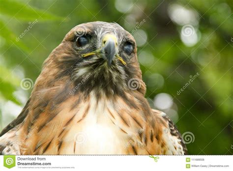 Majestic Eagle Portrait Looking Over the Area Stock Photo - Image of feather, golden: 111689506