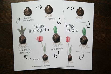 Tulip Life Cycle and 3-part Cards Charlotte Mason Nature - Etsy UK