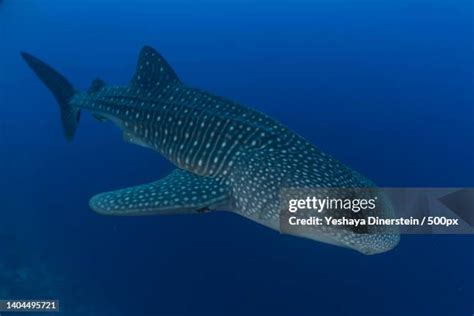 107 Tubbataha Reef National Marine Park Stock Photos, High-Res Pictures ...