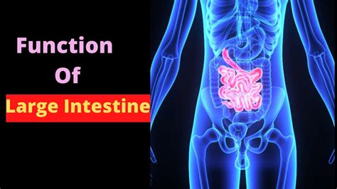 Function Of Large Intestine | Nutrition Doctor - YouTube