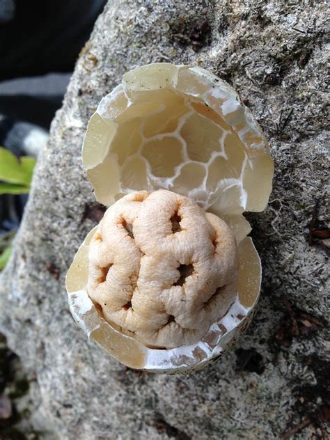 Brain fungus | This mushroom was growing all over the fragra… | Flickr