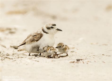 Snowy Plover Chicks – fStop Foundation