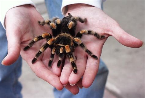 Red Knee Tarantula