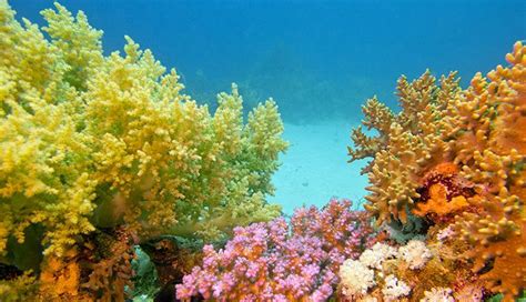 Soft Coral Identification: Types Of Soft Coral - Globo Surf