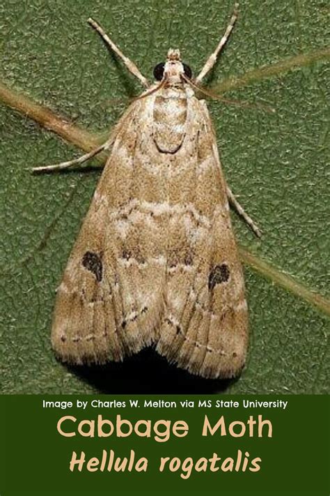 Cabbage Moth Control: Prevention and How to Get Rid of It - GardensAll