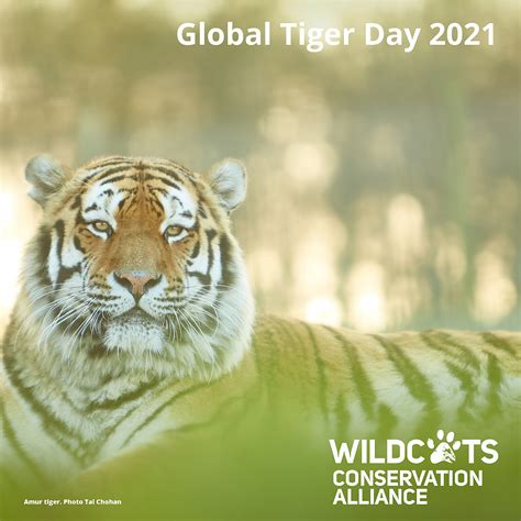 International Tiger Day 2021 - International Tiger Day 2021 Opera News - The tiger census of ...