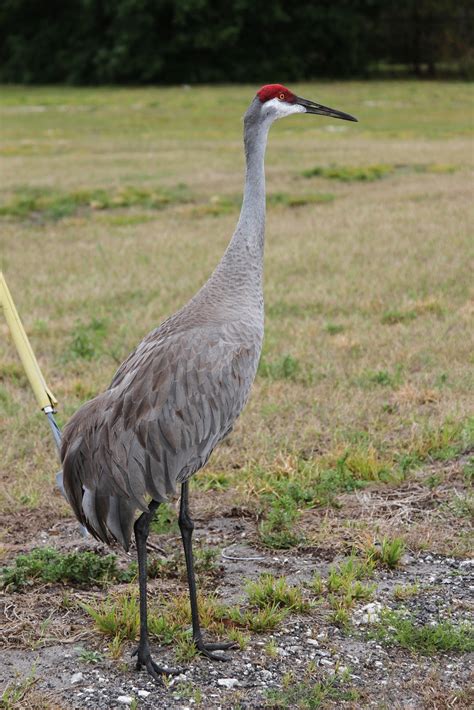 I Took It...: SANDHILL CRANE