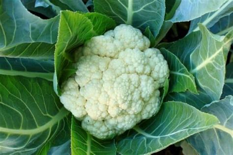 Cauliflower Plant Growth Stages – Urban Garden Gal