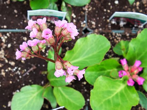 Growing Bergenia In Pots - Can You Grow Bergenia In A Container