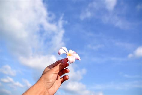 Hand holding flower at sea blue sky background 2883977 Stock Photo at Vecteezy