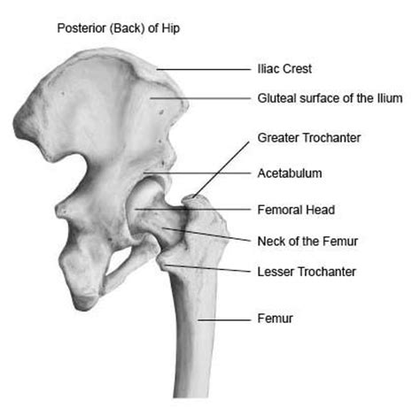 Hip and pelvis - McVay Physical Therapy