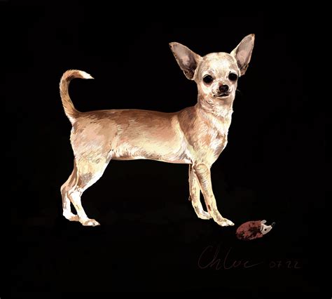 Chloe the lovely dog. by JackrabbitIsland on DeviantArt