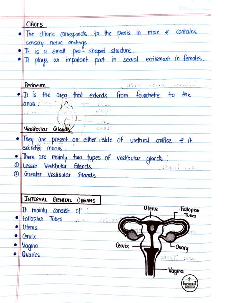 SOLUTION: Human Anatomy and Physiology Unit5 - Femal sex orgen female reproductive system male ...