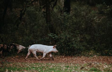 Happy Year of the Pig! Traditional Feng Shui for 2019. — Feng Shui with Me