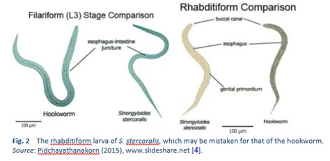 Strongyloides Stercoralis Filariform Larvae