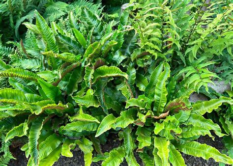 Evergreen ferns – year round interest for the shady garden - Capital Gardens