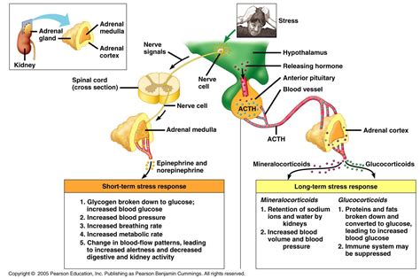 Associate Degree Nursing Physiology Review | Adrenal cortex, Adrenal glands endocrine system ...