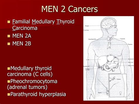 PPT - RET and MEN2 PowerPoint Presentation, free download - ID:4110577