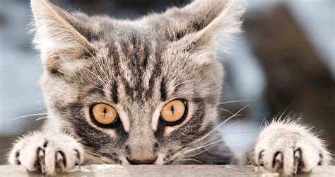 How Do Cats Retract Their Claws? - We Love Cats and Kittens