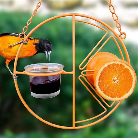 The Best Oriole Bird Feeders - Check Out Our Favorites