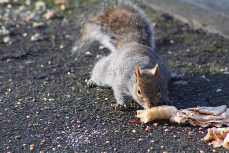 A Beginner's Guide to Grey Squirrel Photography | Woke Animal Party