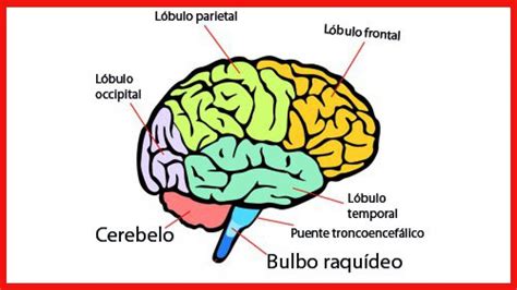 El cerebro: ¿Cuáles son las partes y funciones principales? - YouTube